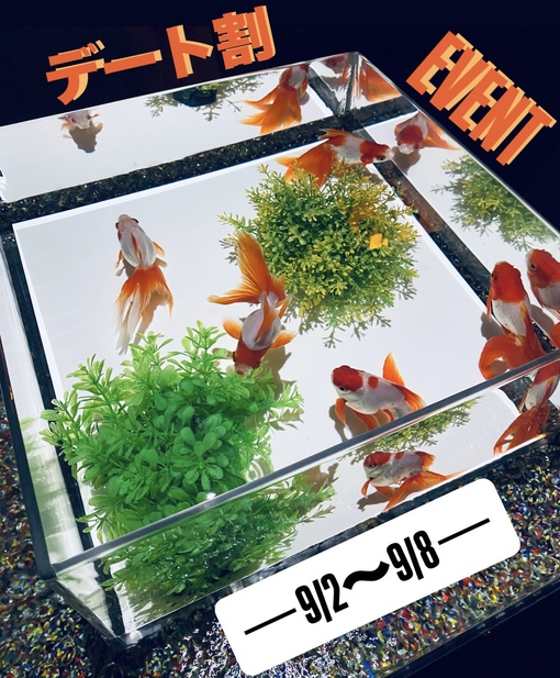 HARU(ﾊﾙ) デート割 【ご案内可能枠】