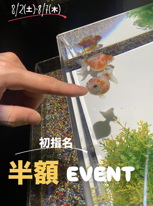 HARU(ﾊﾙ) 🍉初指名半額イベスケジュール🍉